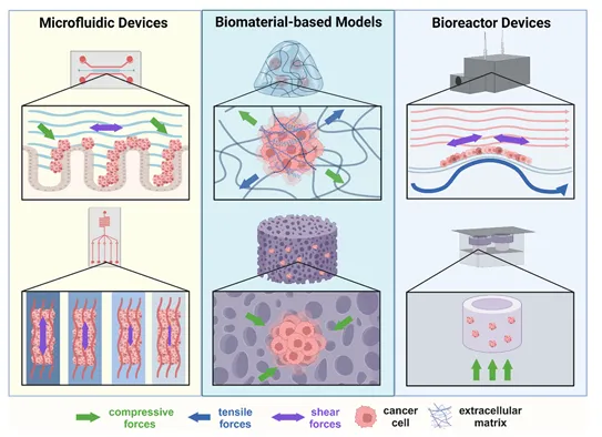 癌癥力學生物學的進展：轉移、力學與材料